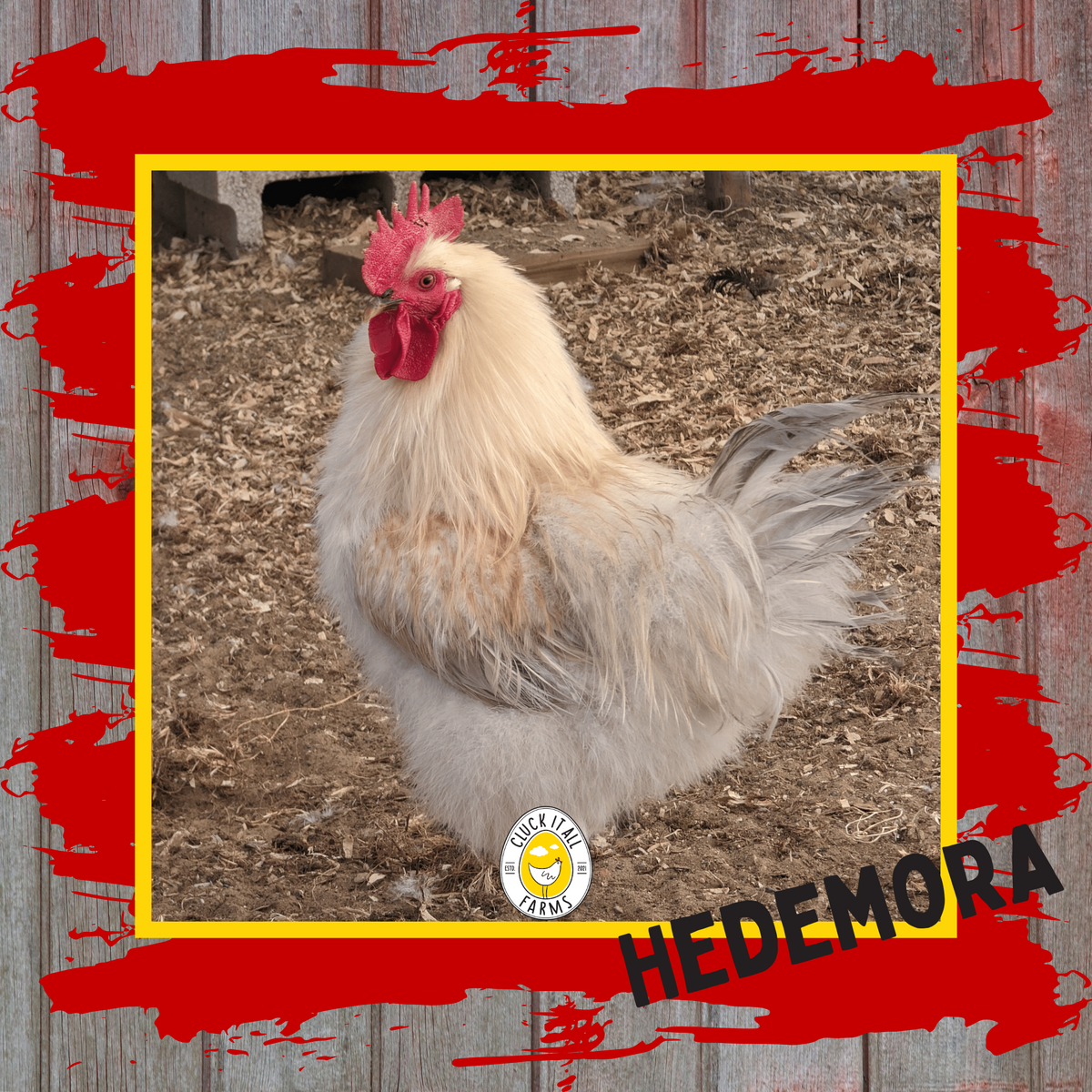 Day Old Hedemora Chicks