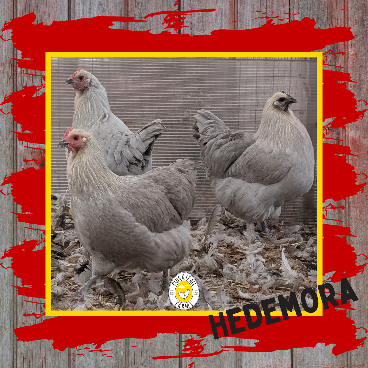 Day Old Hedemora Chicks