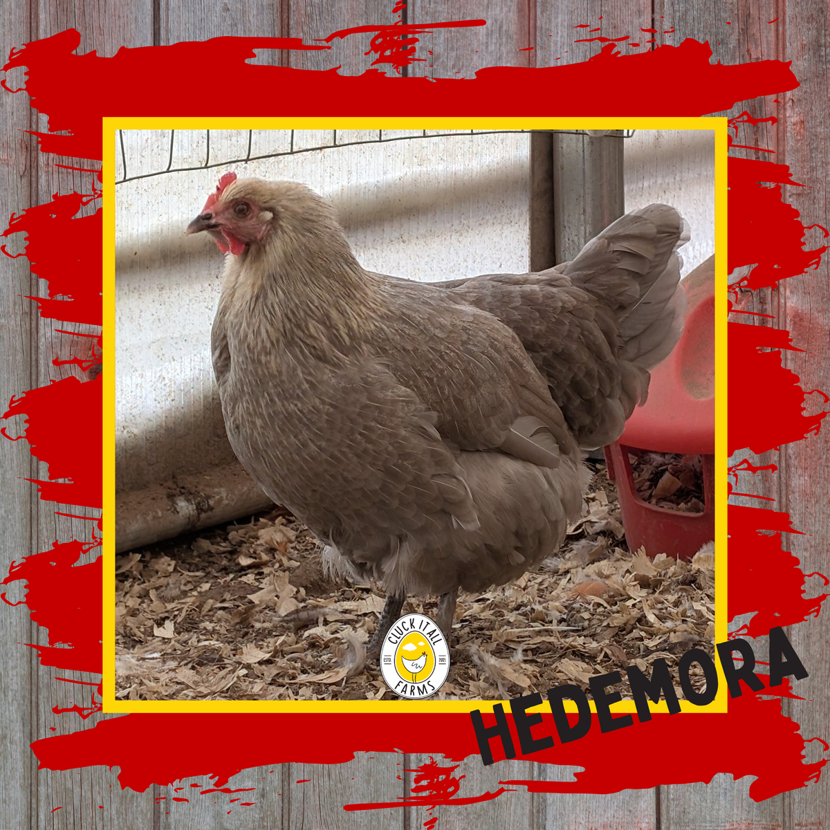 Day Old Hedemora Chicks