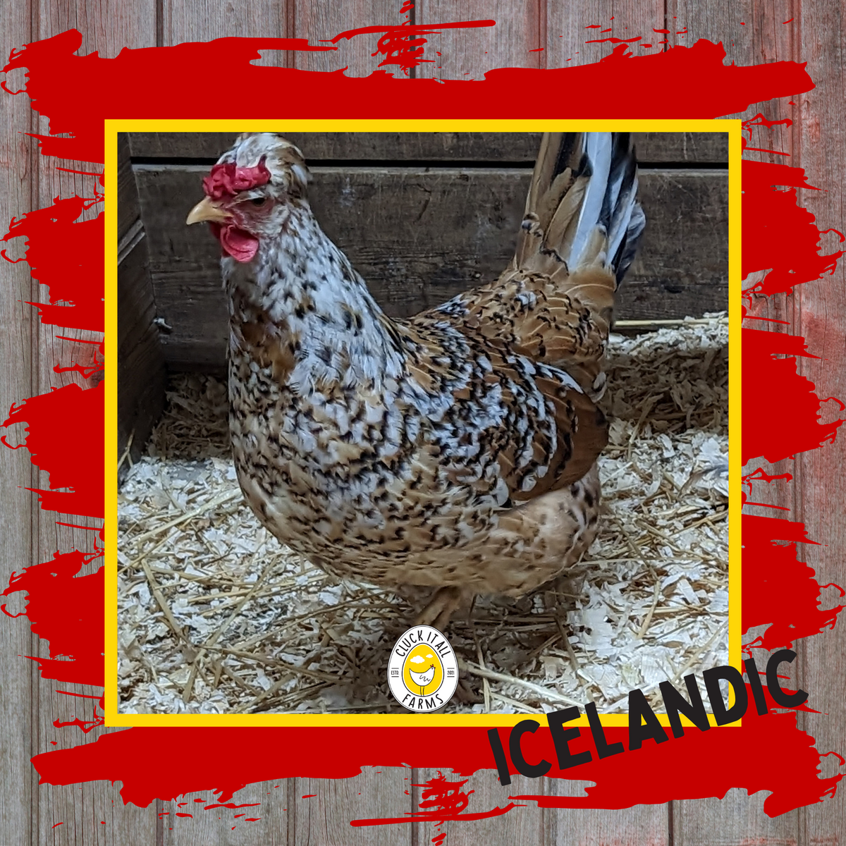 Icelandic Hen