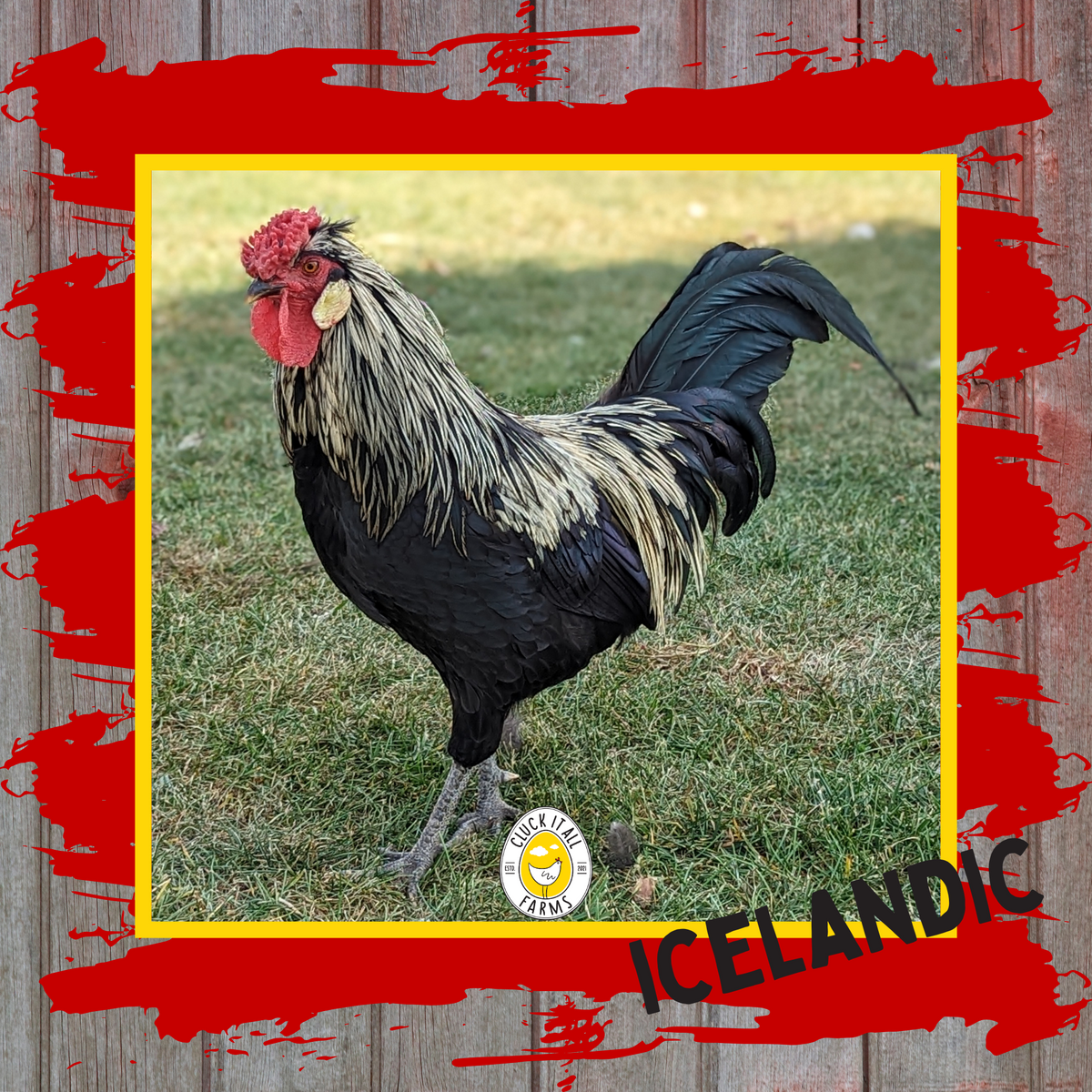 Icelandic Rooster