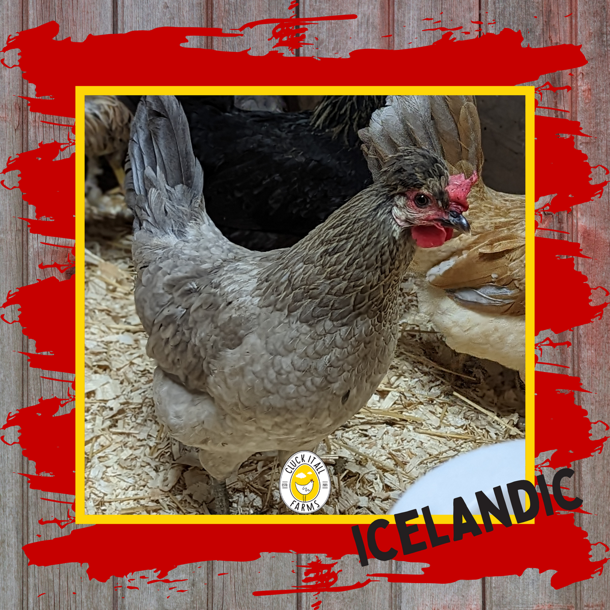 Day Old Icelandic Chicks