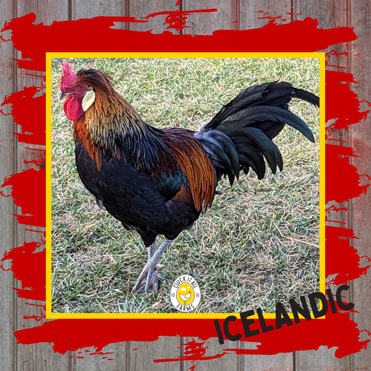 Icelandic Rooster