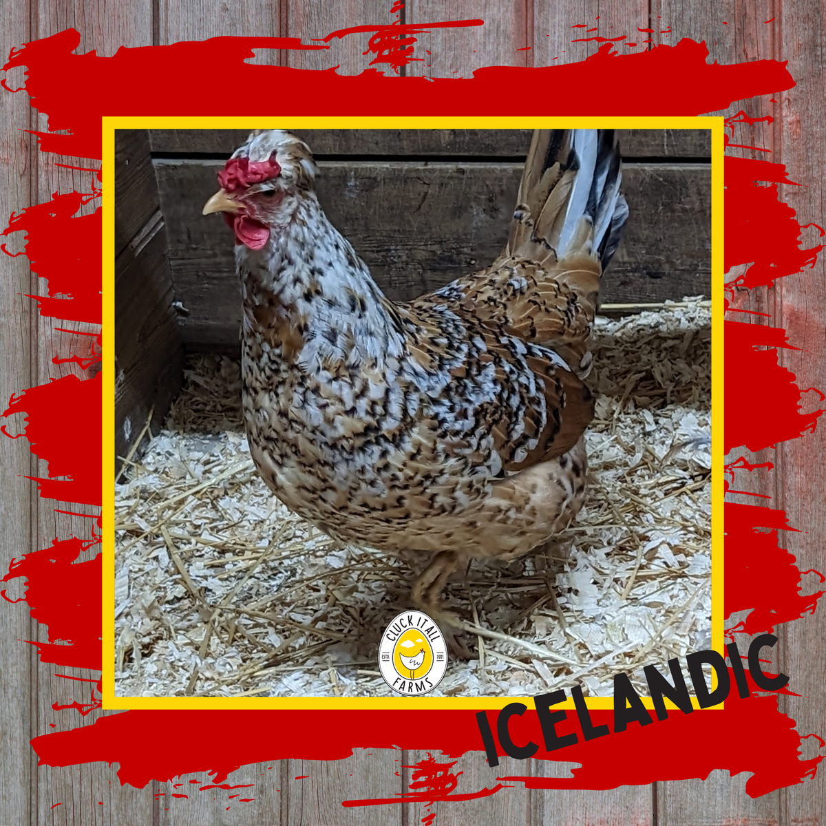 Icelandic Hen