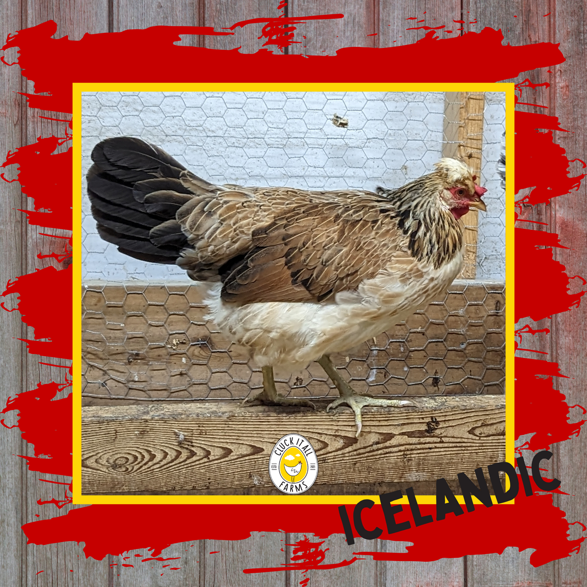 Icelandic Hen