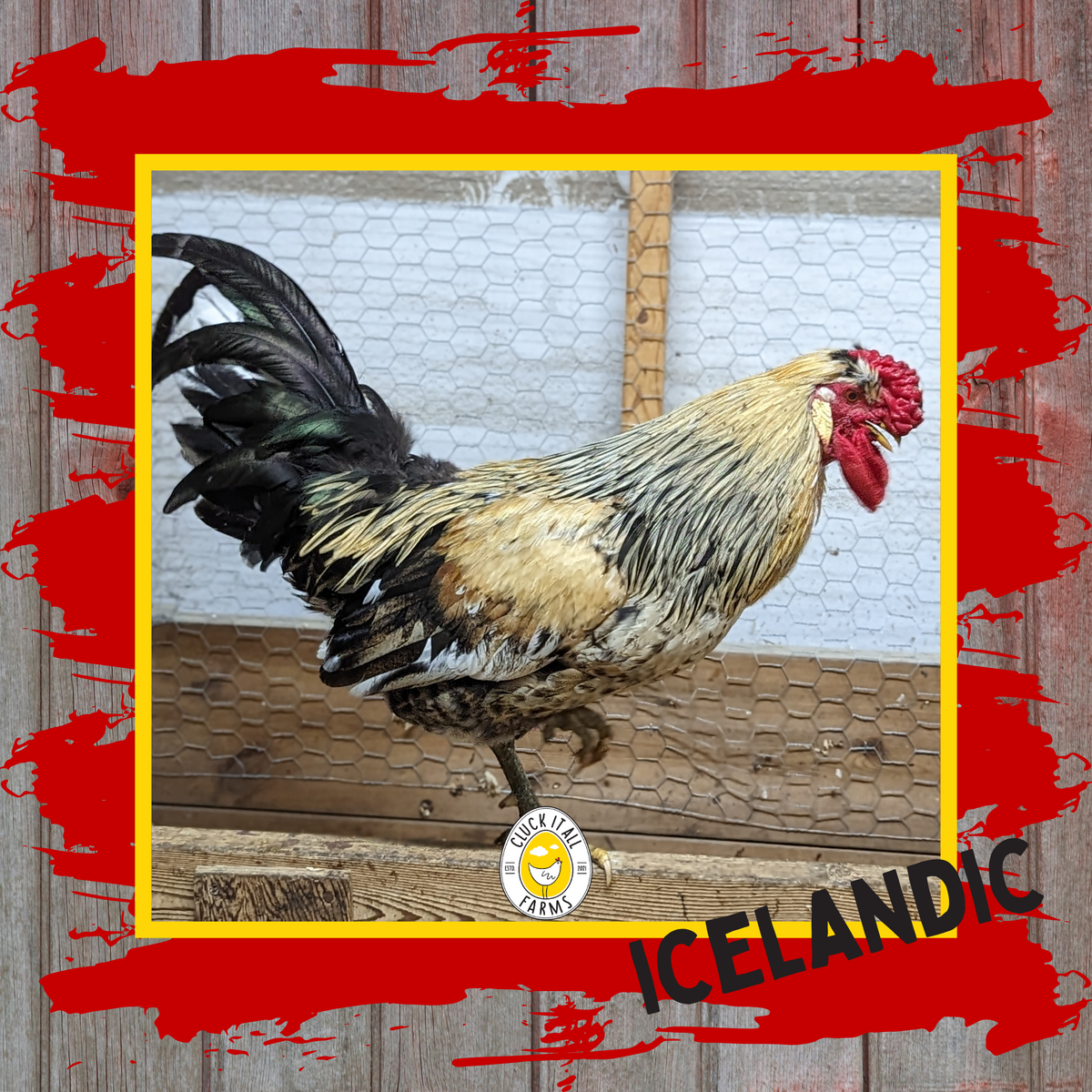 Icelandic Rooster