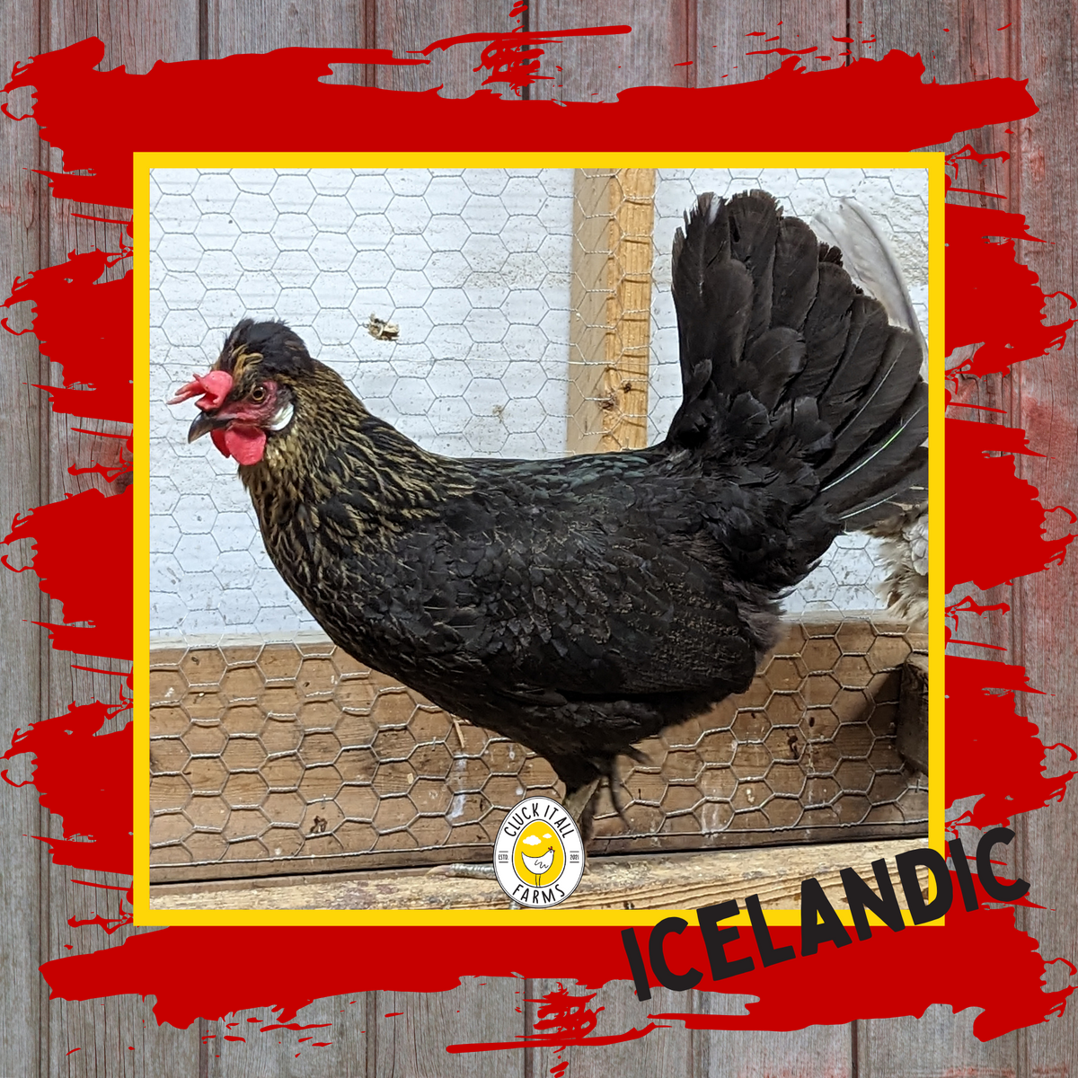 Icelandic Hen