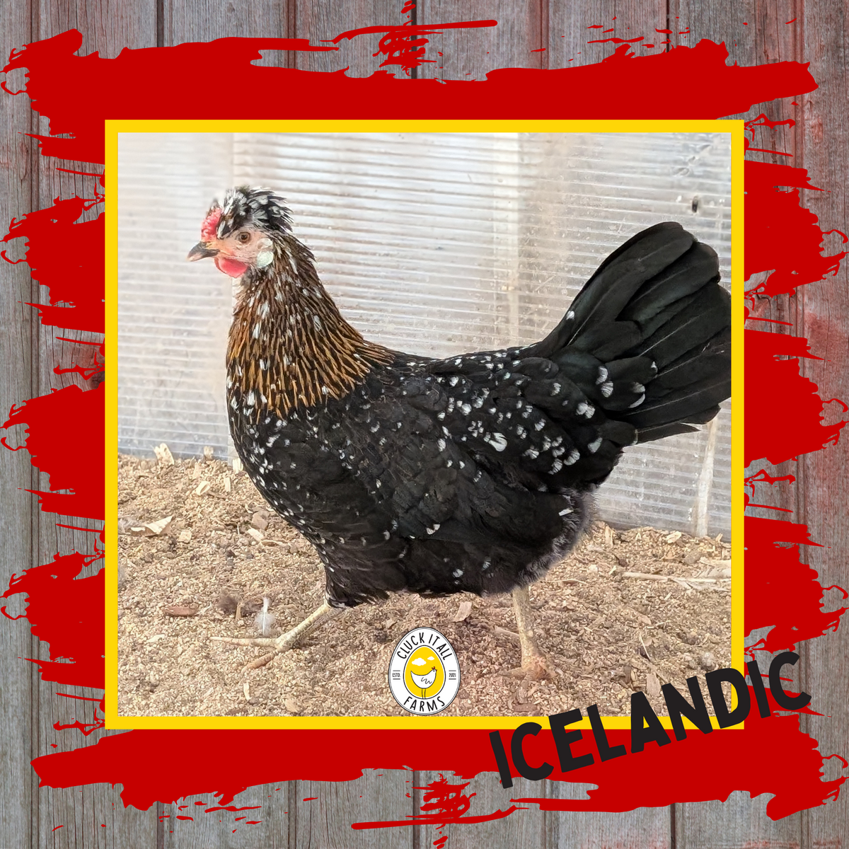 Icelandic Hen