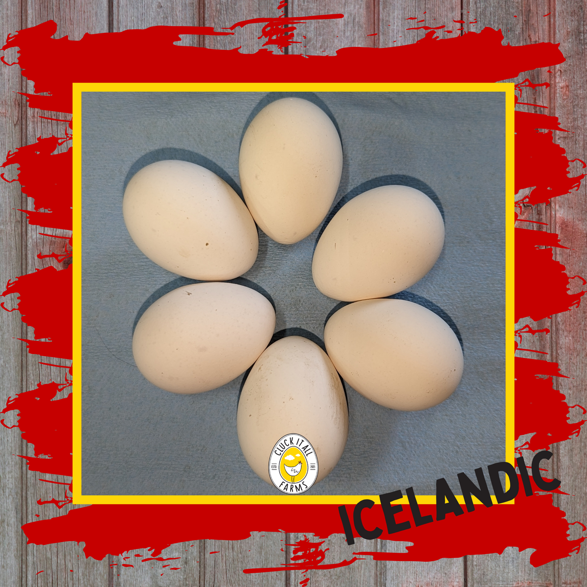 Icelandic Chicken Eggs