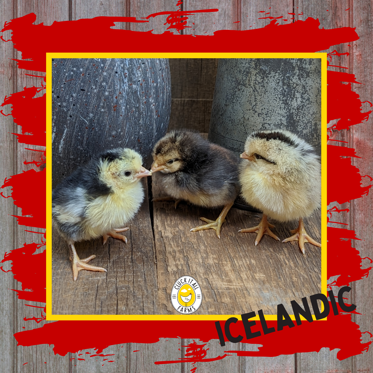 Day Old Icelandic Chicks