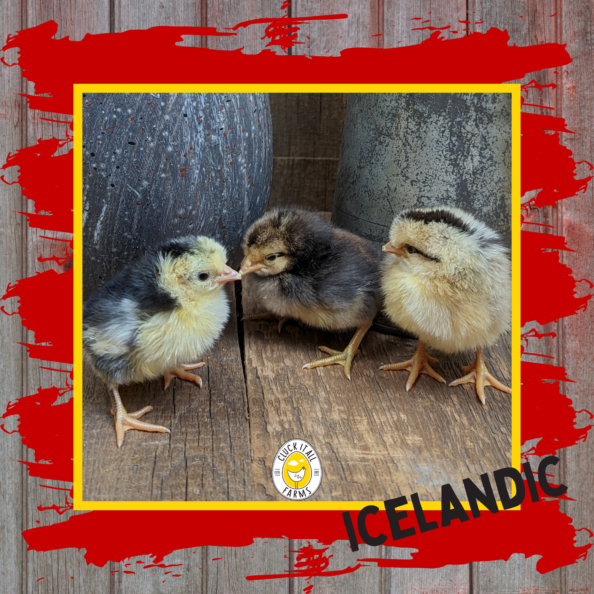 Icelandic Chicken Eggs