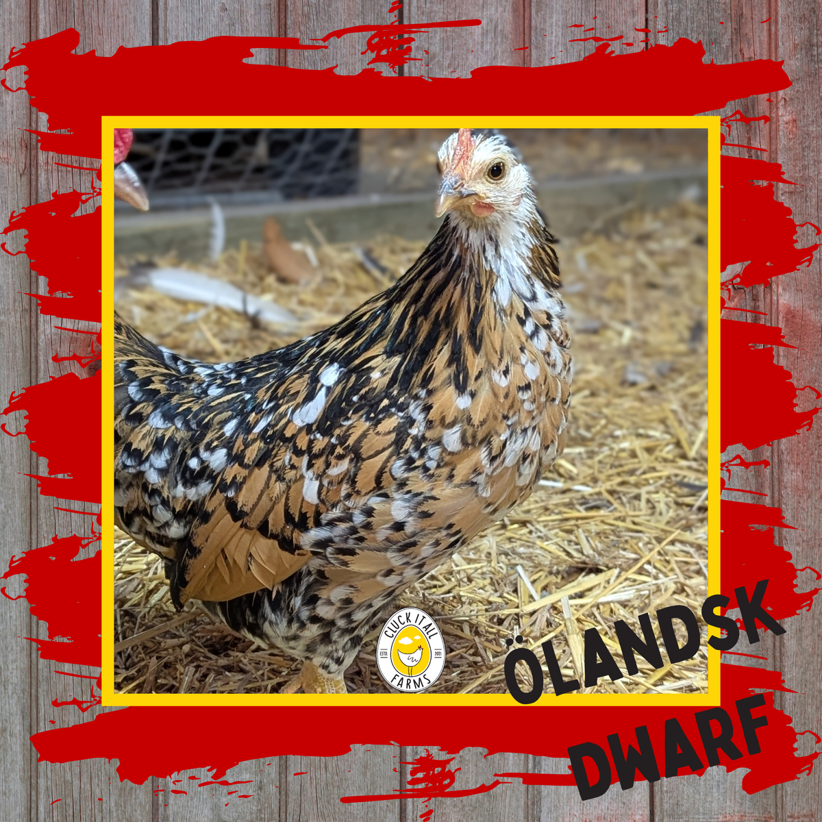 Olandsk Dwarf Hen