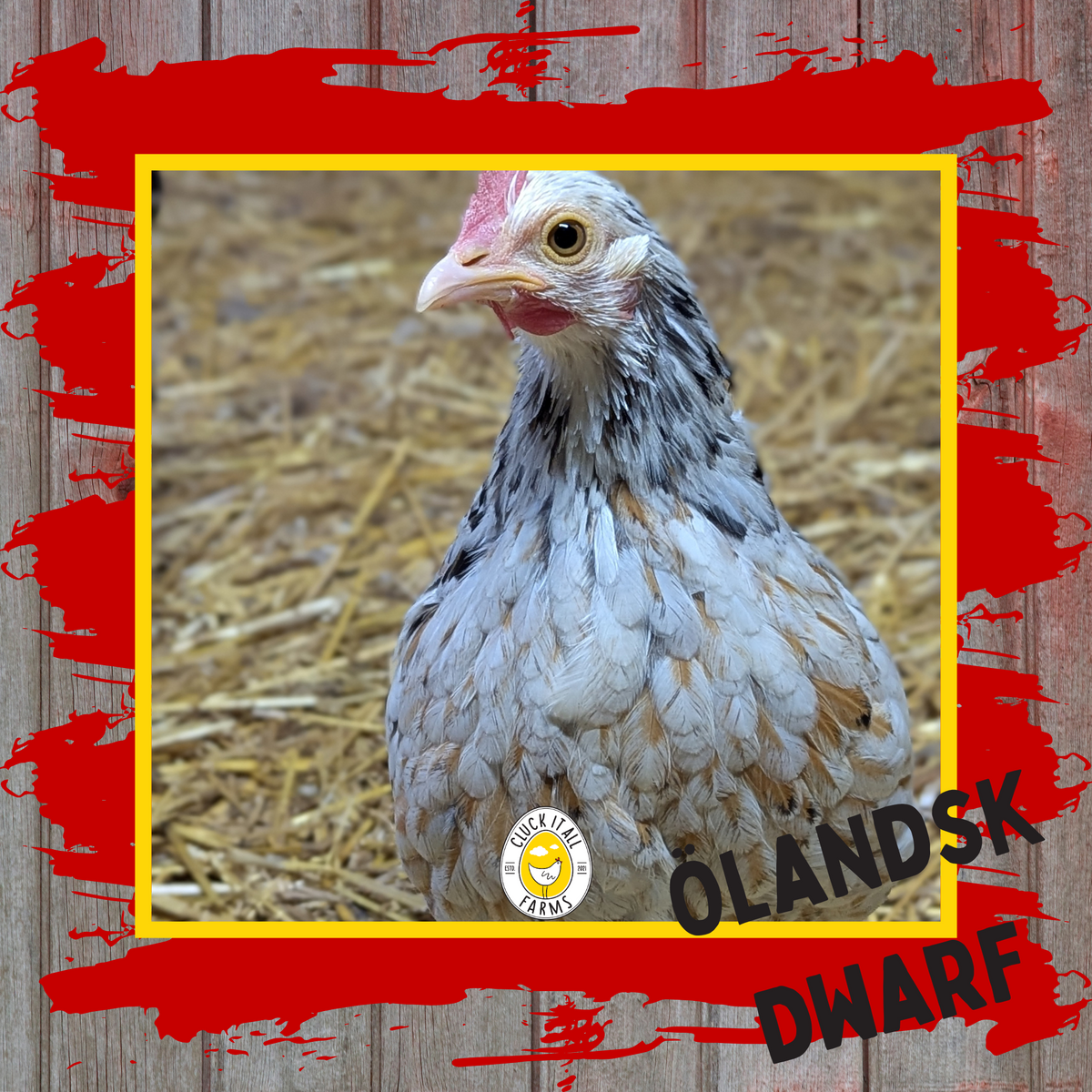 Ölandsk Dwarf Hen