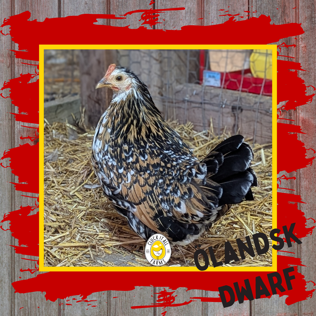 Olandsk Dwarf Hen