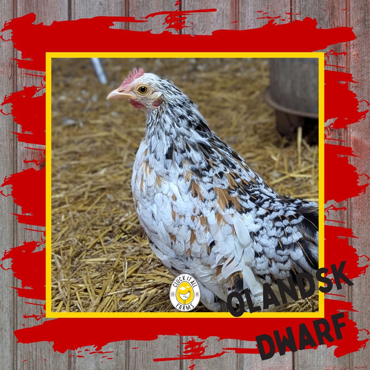 Olandsk Dwarf Hen