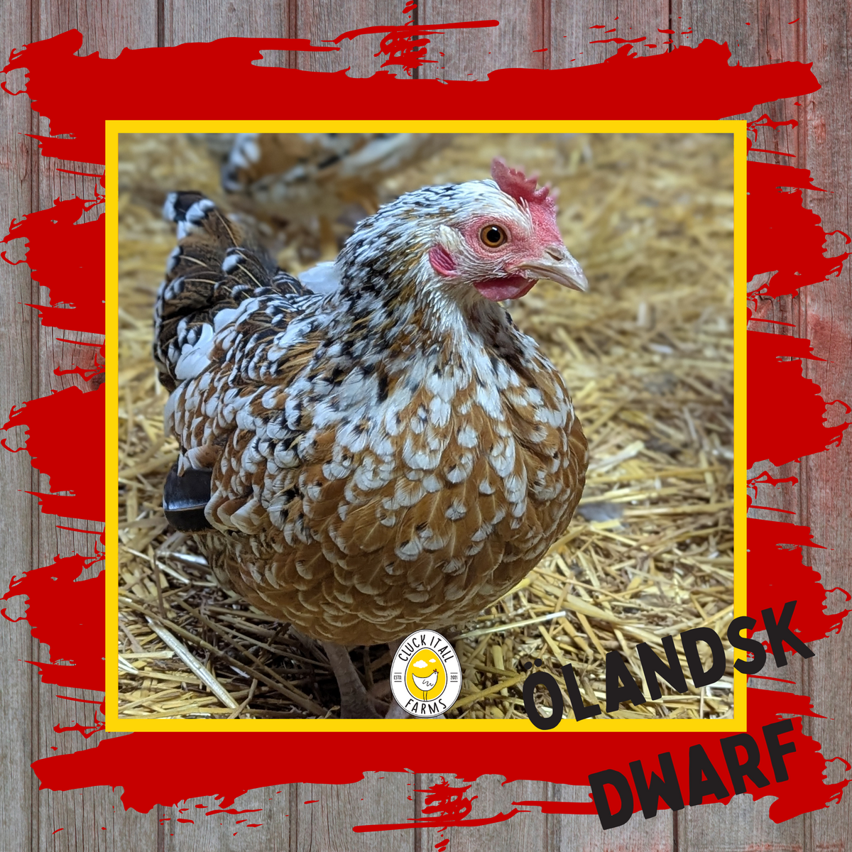 Olandsk Dwarf Hen