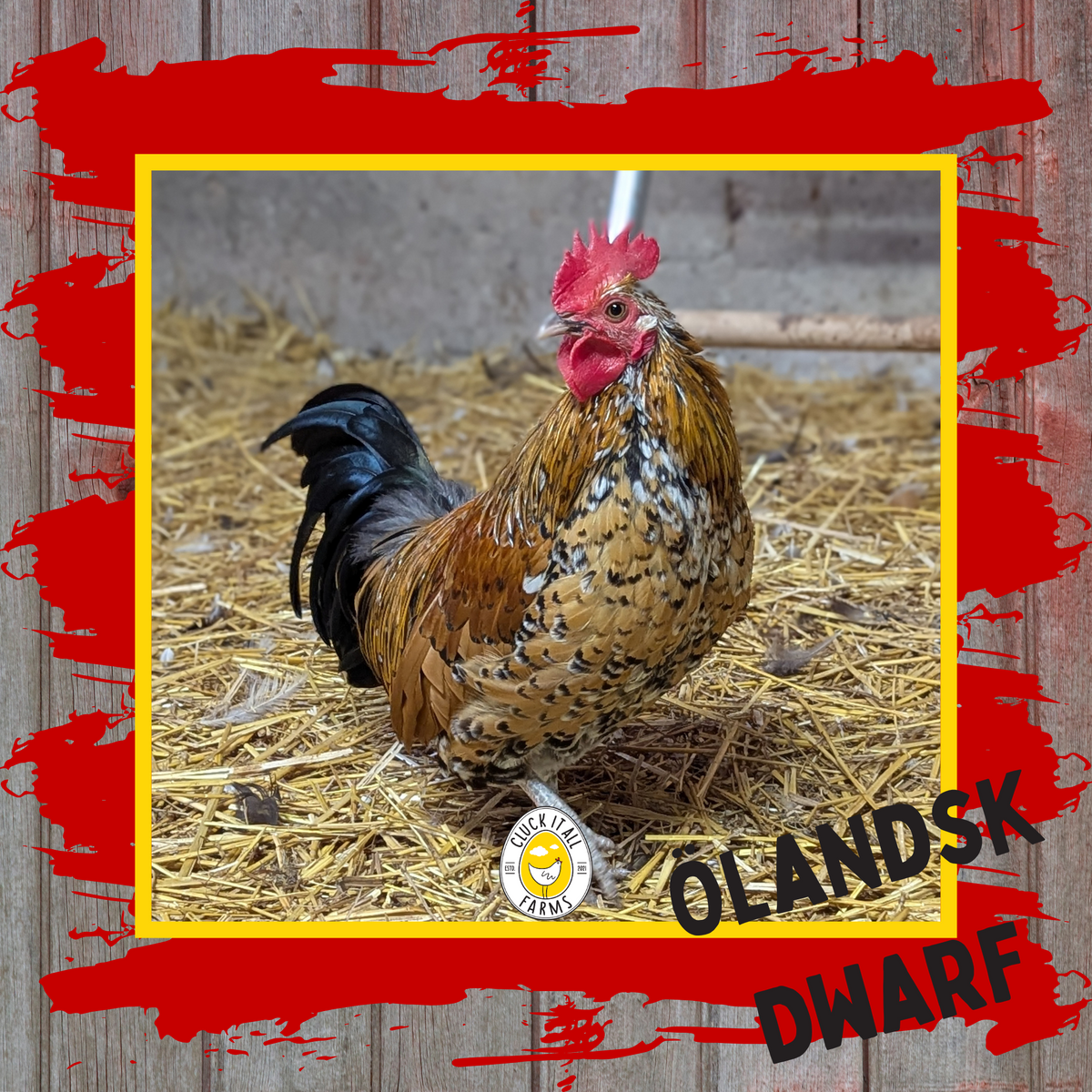 Olandsk Dwarf Rooster