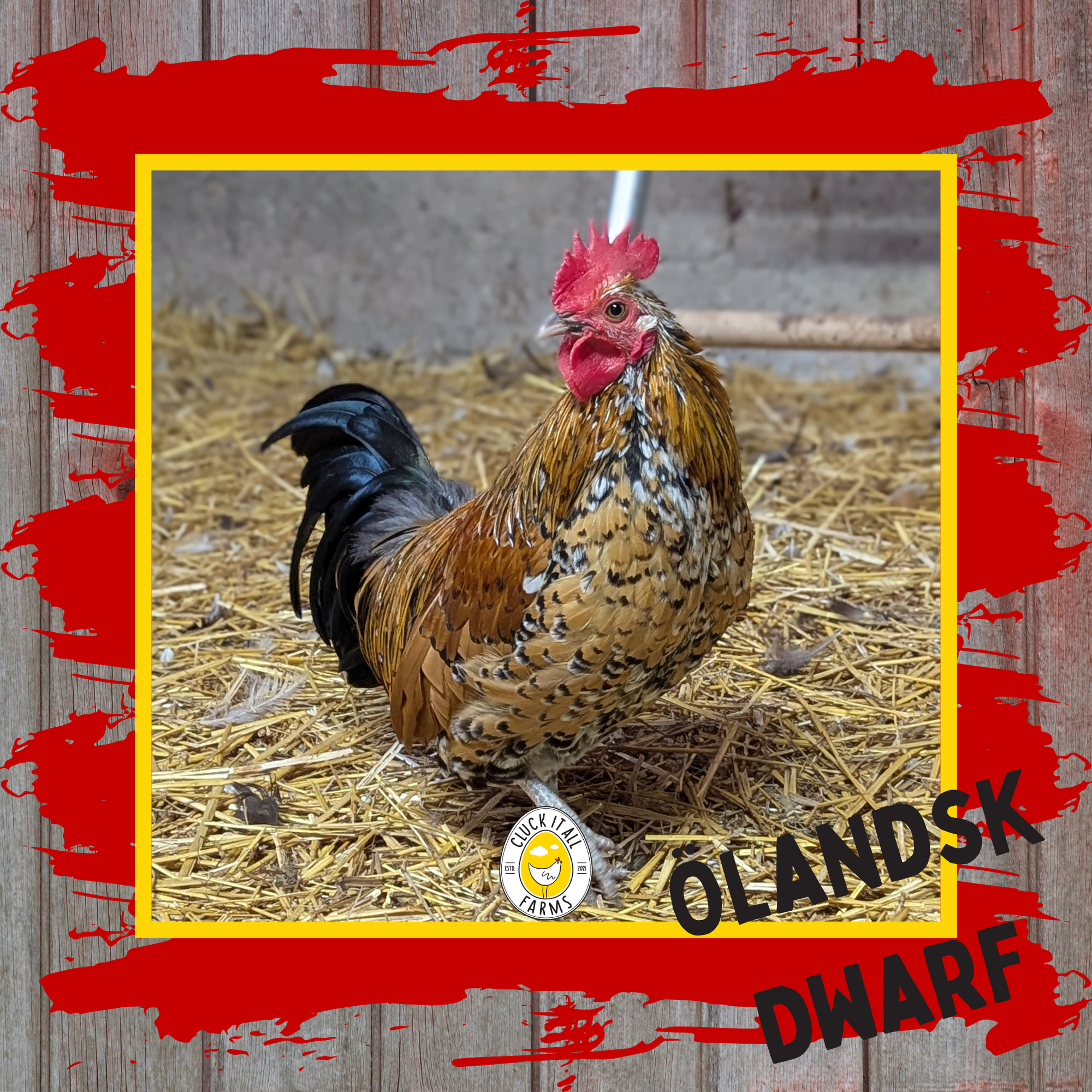 Olandsk Dwarf Rooster