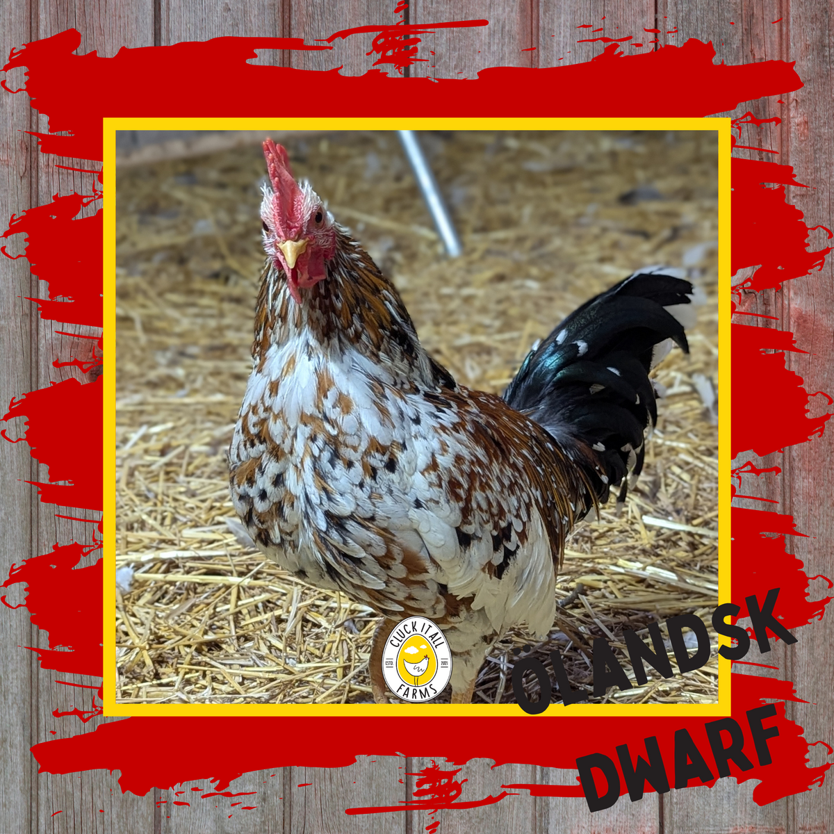 Olandsk Dwarf Rooster