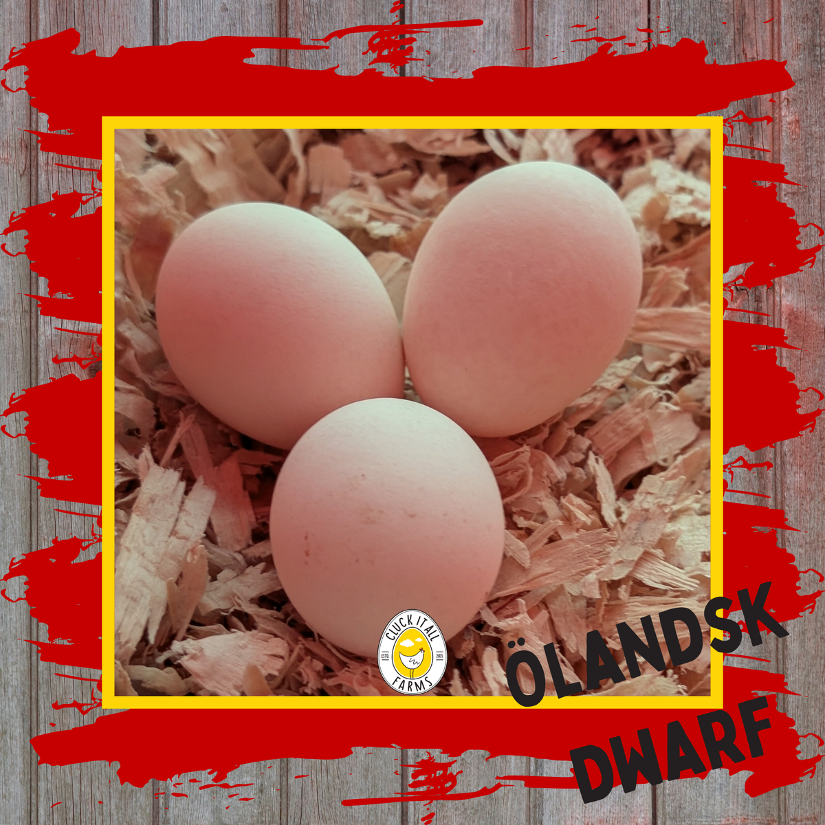 One Dozen Ölandsk Dwarf Chicken Hatching Eggs