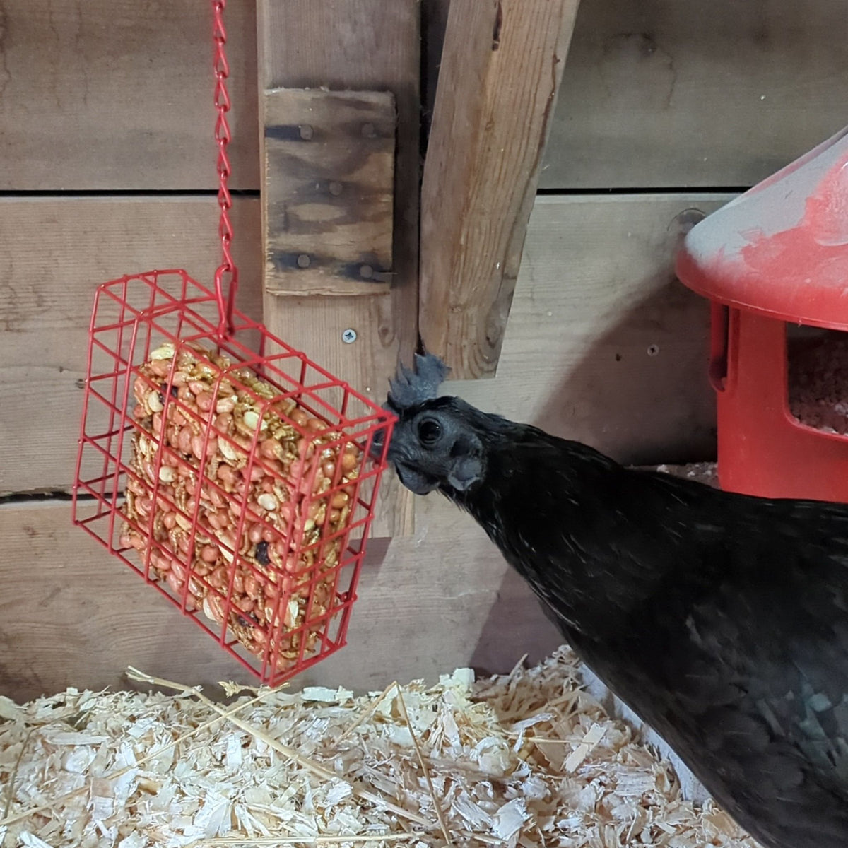 Happy Hen Seed &amp; Mealworm Chicken Treat Square
