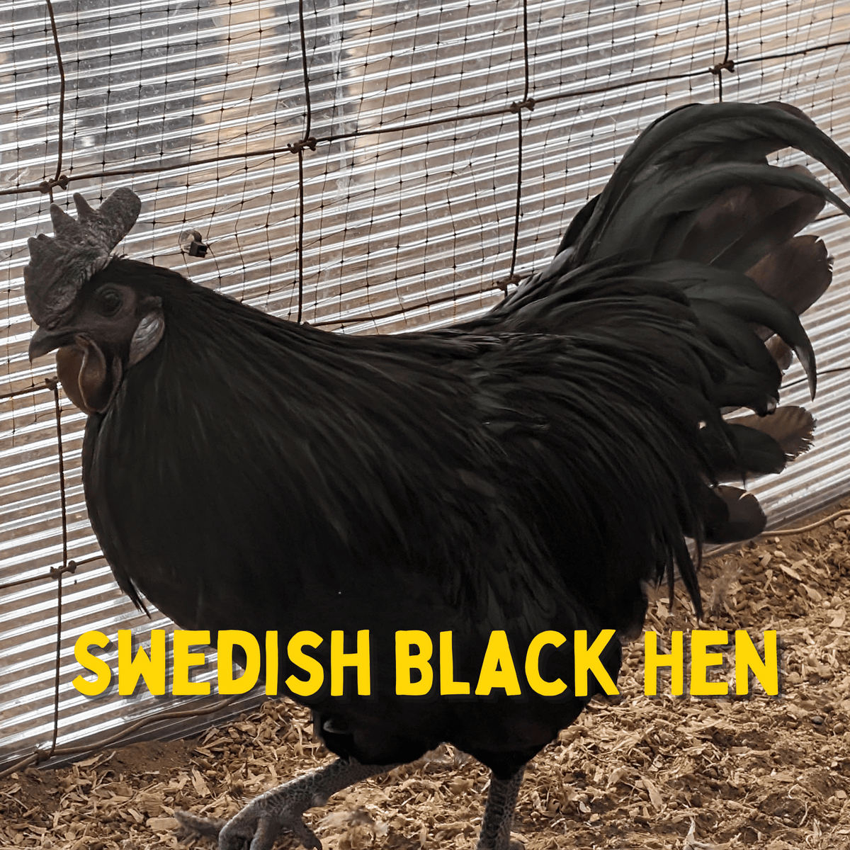 One Dozen Bohuslän-Dal Svarthöna Swedish Black Hen Hatching Eggs