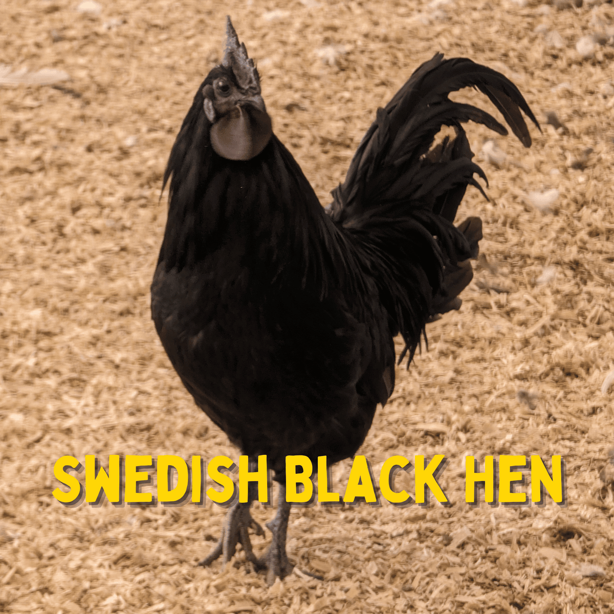 Day Old Swedish Black Hen Svart Höna Chicks