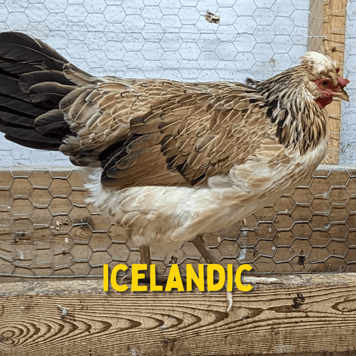 Day Old Icelandic Chicks