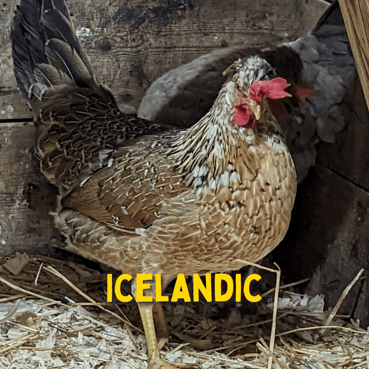 Icelandic Chicken Hatching Eggs