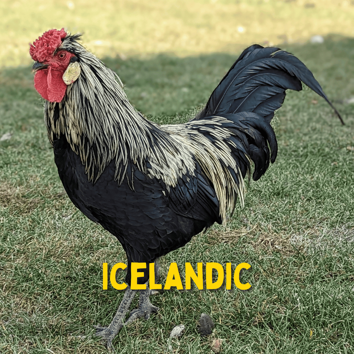 Icelandic Chicken Hatching Eggs