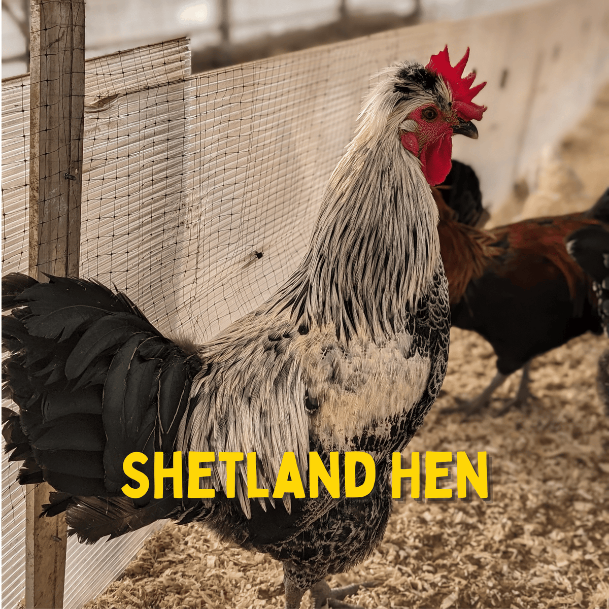 Day Old Shetland Hen Chicks