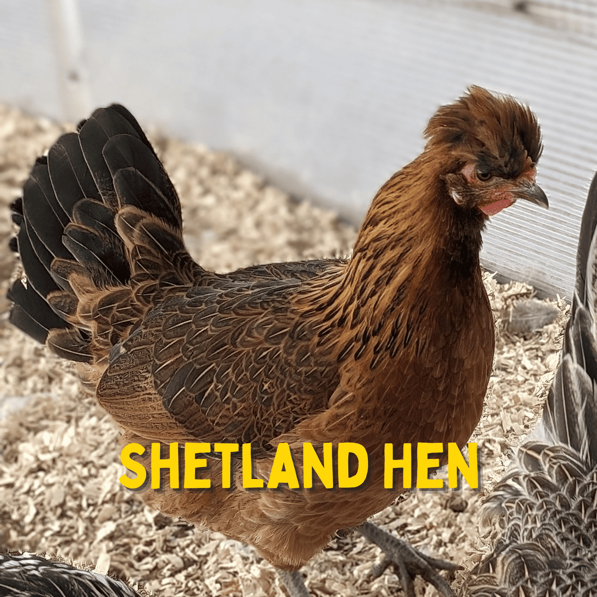 One Dozen Shetland Hen Chicken Hatching Eggs