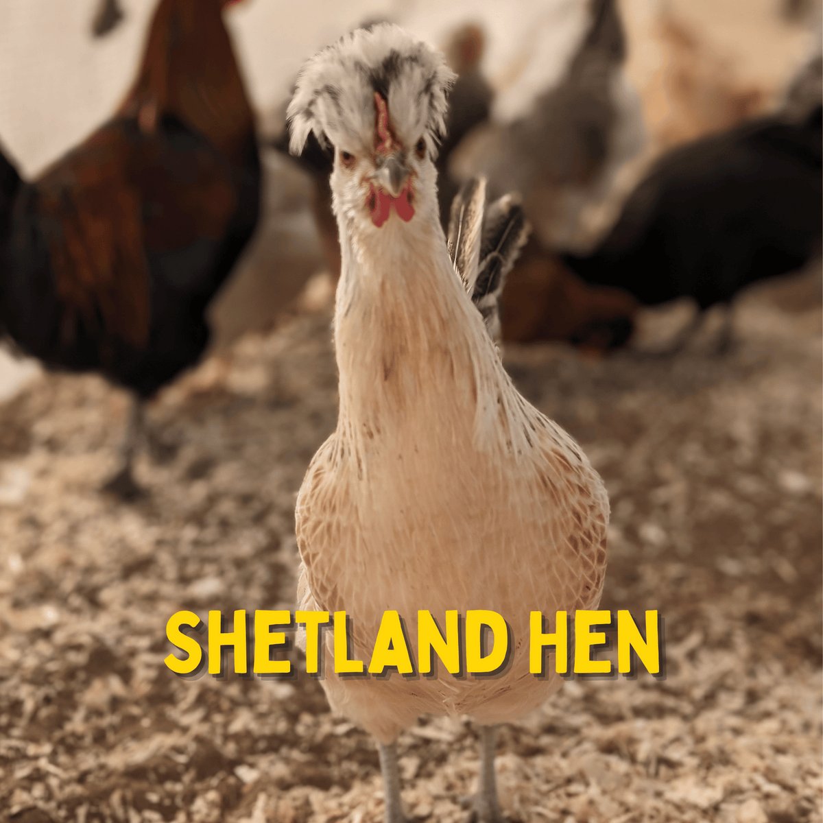 Shetland Hen Chicken Hatching Eggs