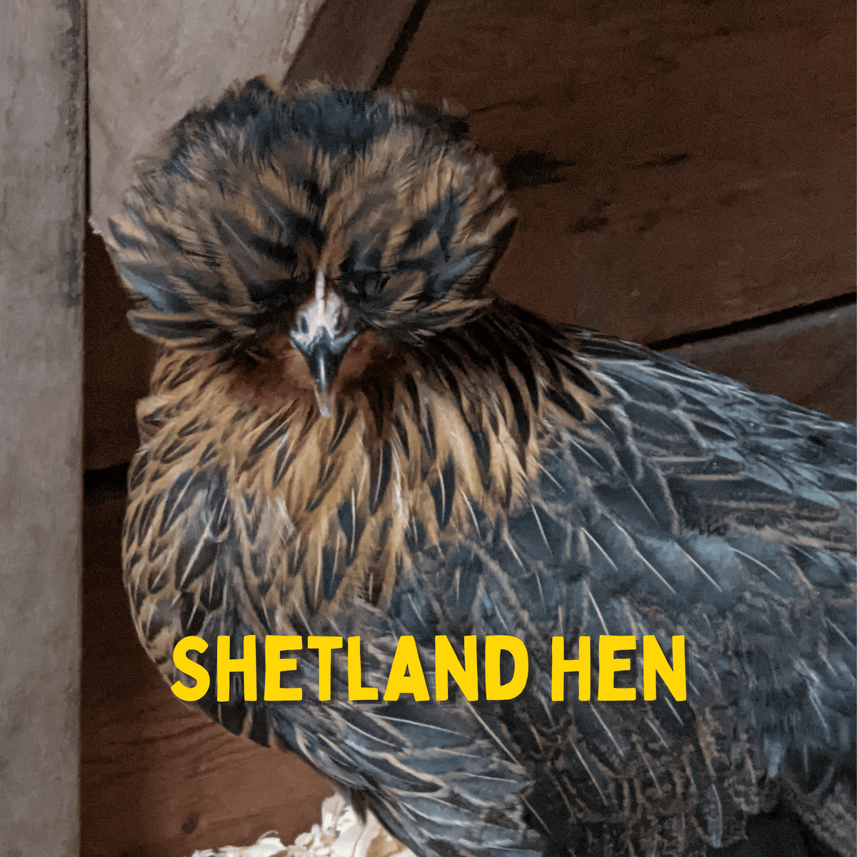 Shetland Hen Chicken Hatching Eggs