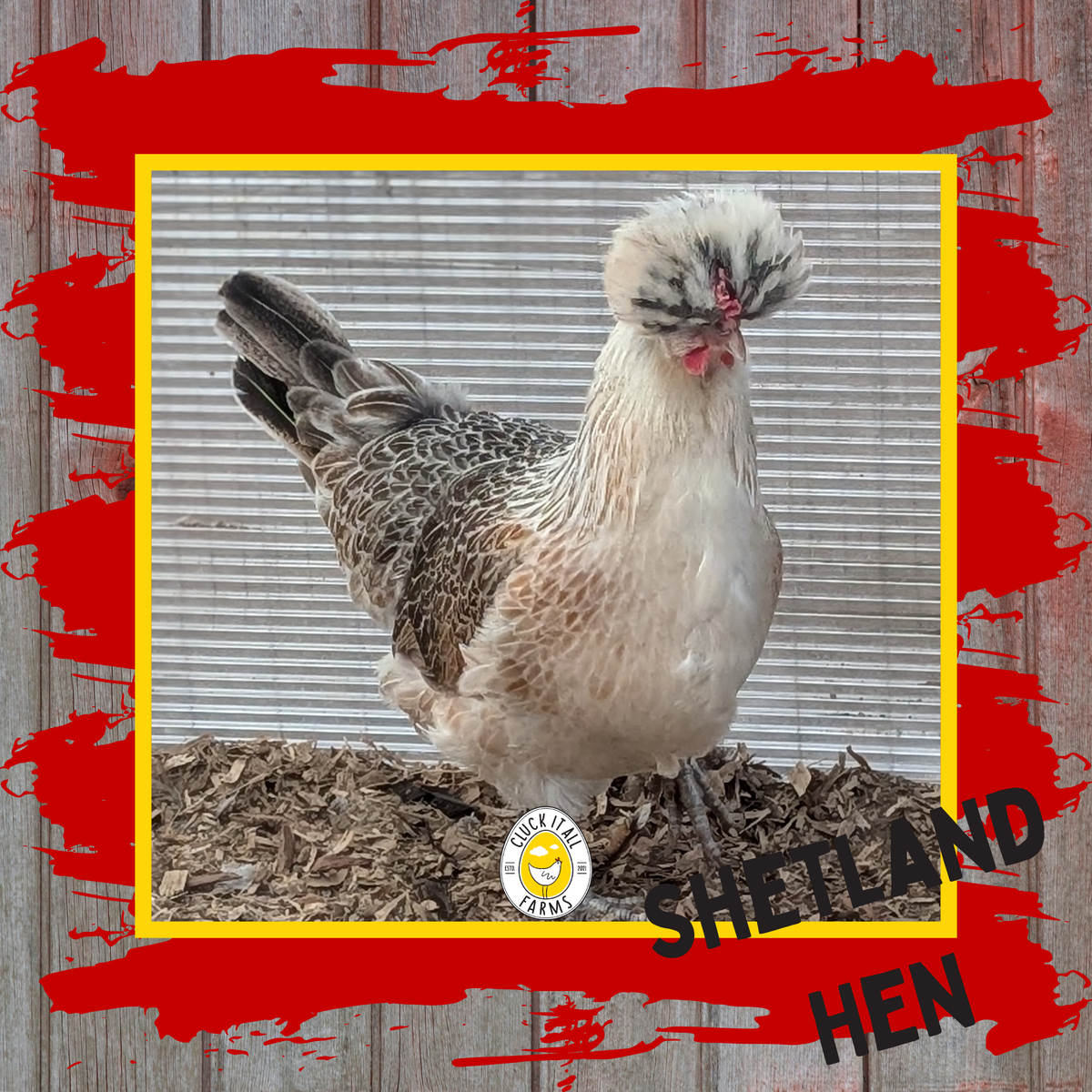 Shetland Hen 