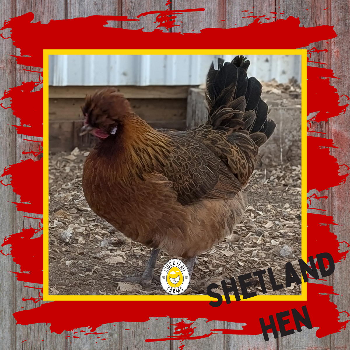 Day Old Shetland Hen Chicks