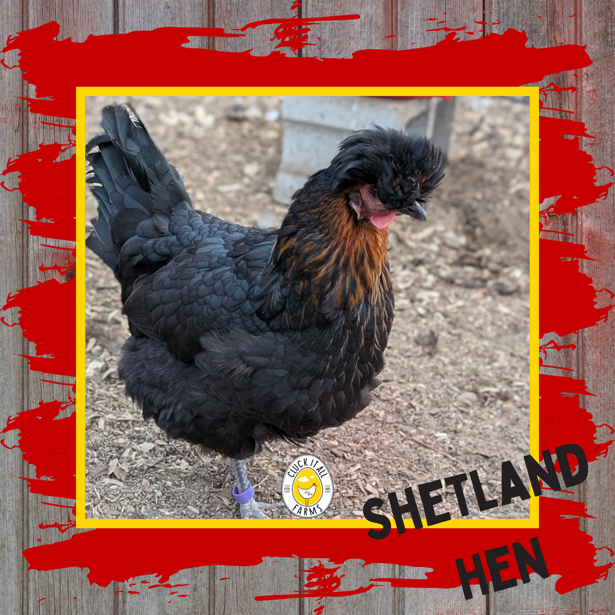 Shetland Hen