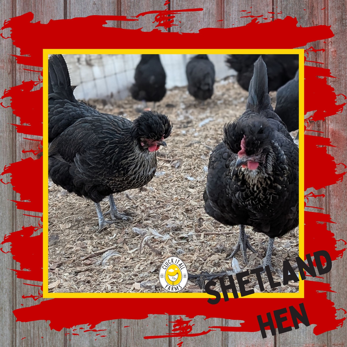 Day Old Shetland Hen Chicks