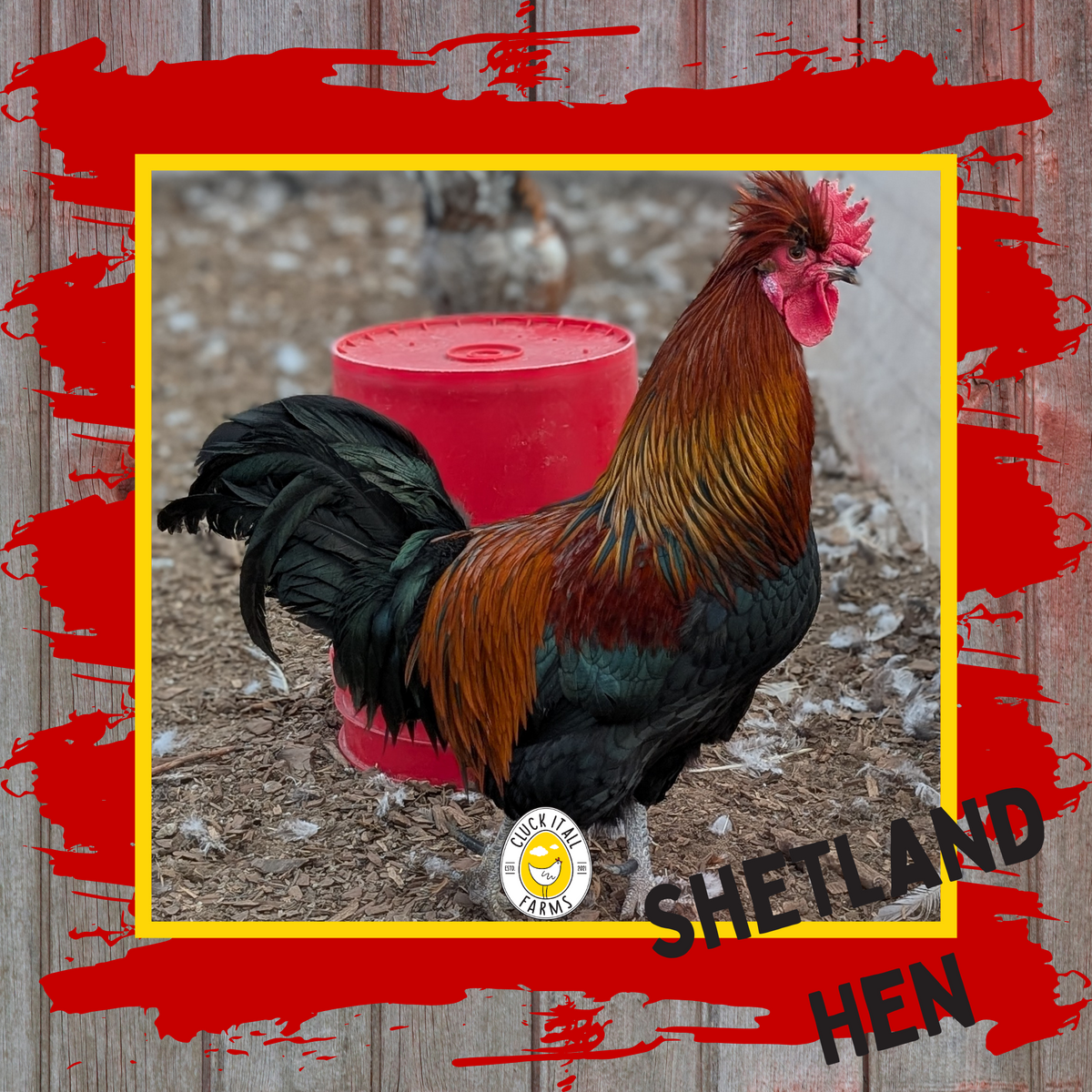 Shetland Hen Rooster