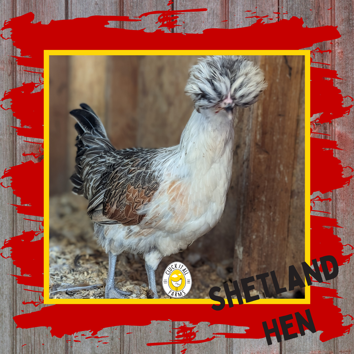 Shetland Hen