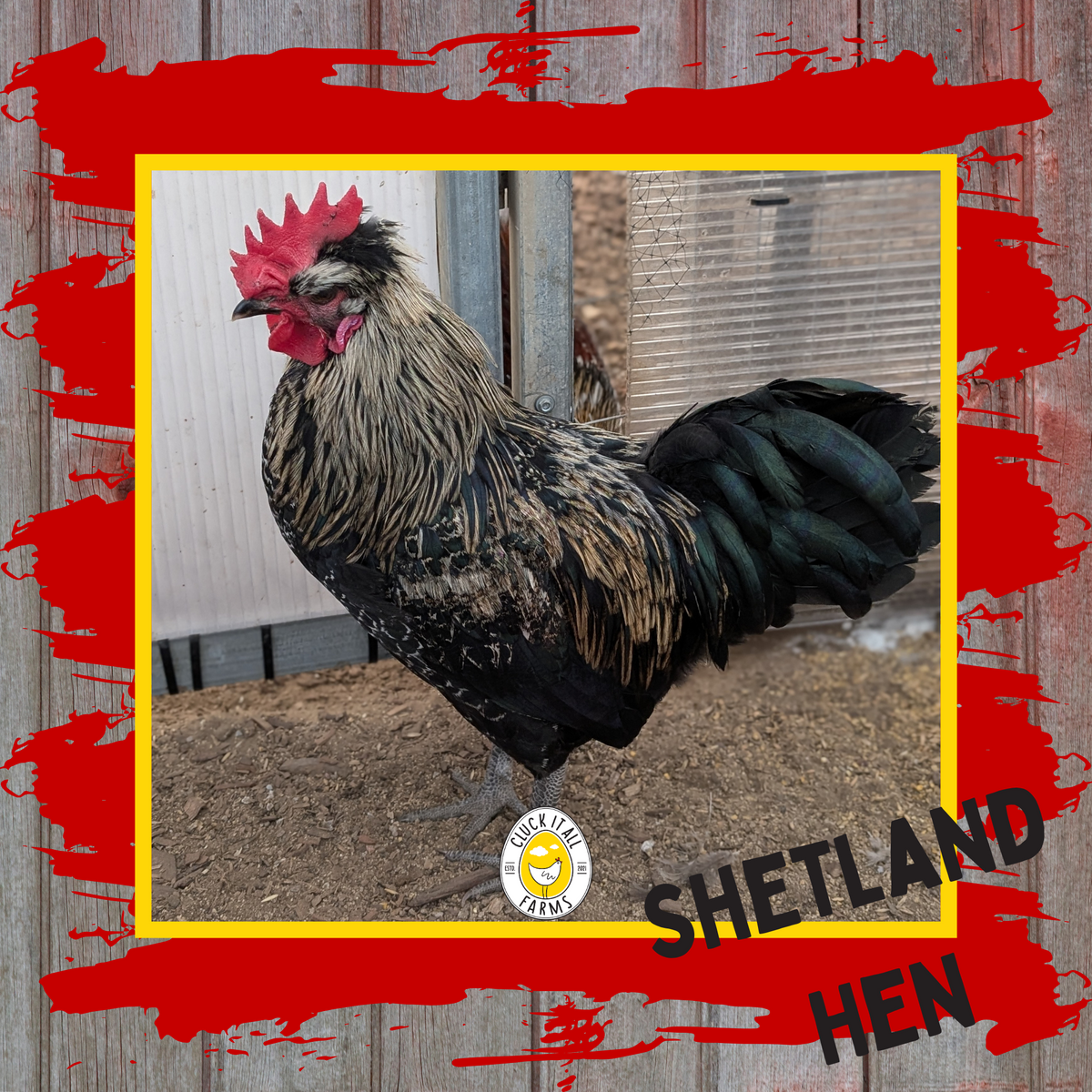 Shetland Hen Rooster