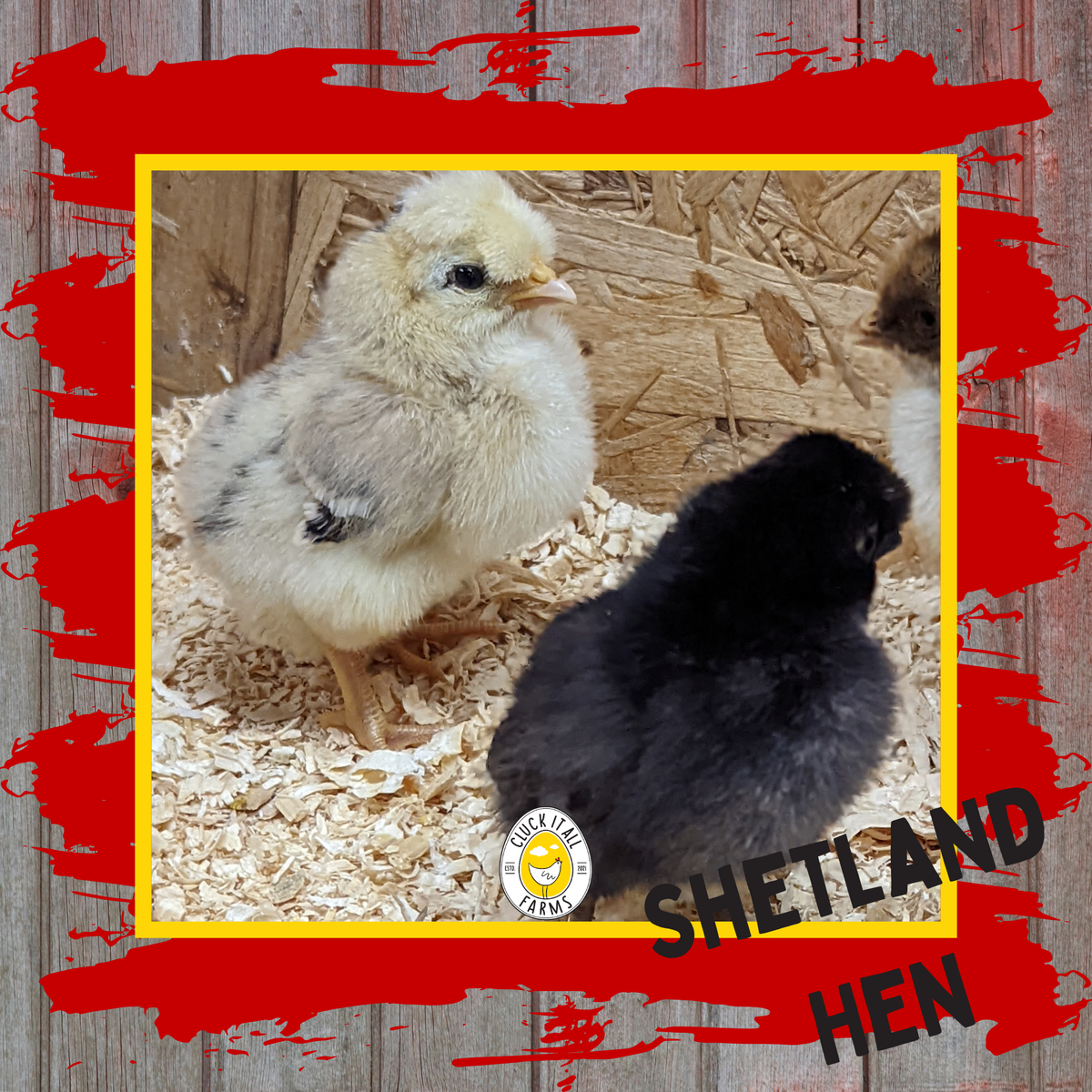 Day Old Shetland Hen Chicks