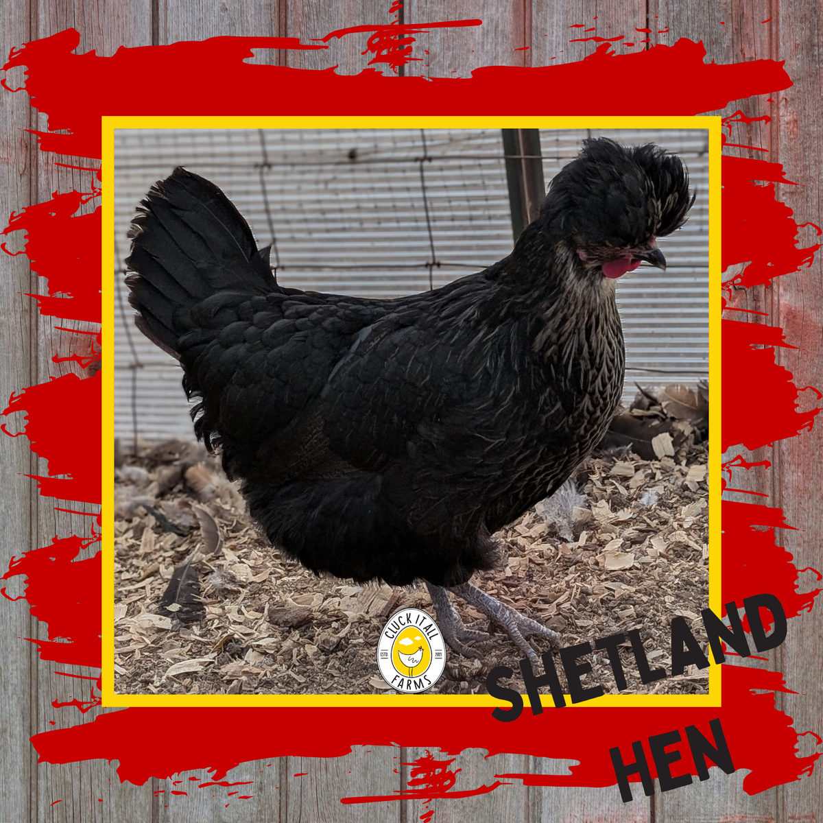 Day Old Shetland Hen Chicks