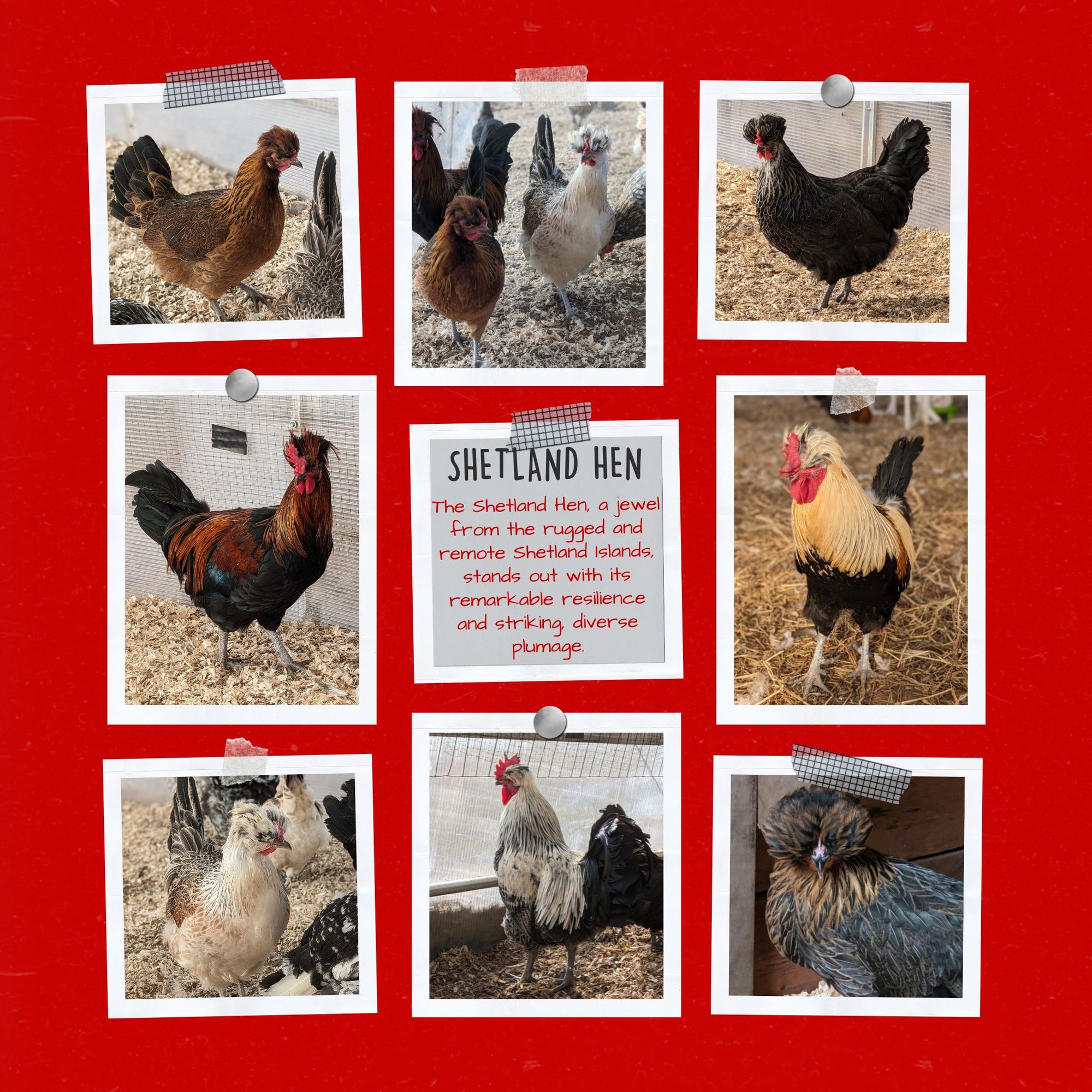 Shetland Hen Chicken Hatching Eggs - Cluck It All Farms
