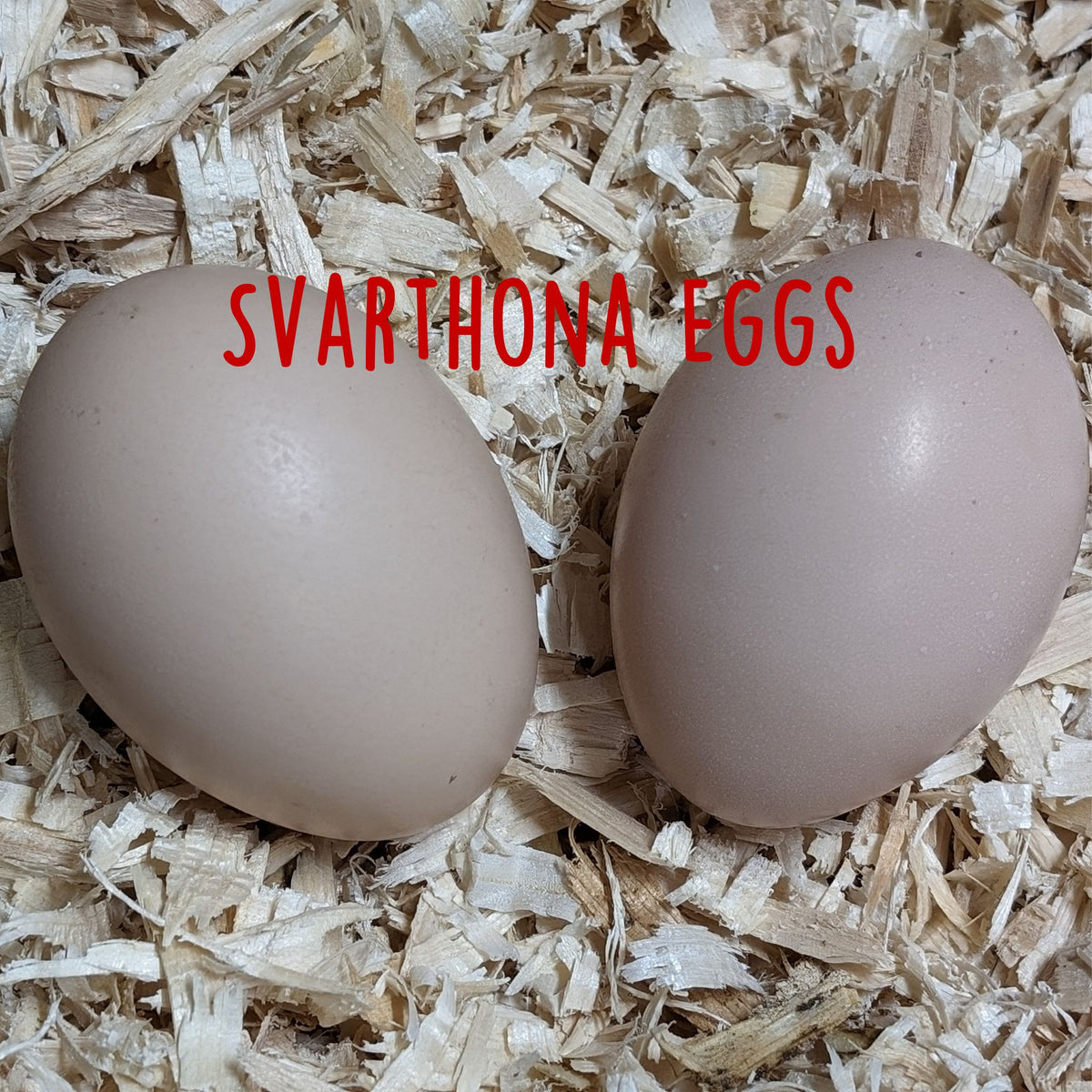One Dozen Bohuslän-Dal Svarthöna Swedish Black Hen Hatching Eggs