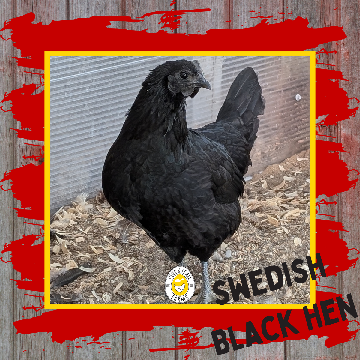 Day Old Swedish Black Hen Svart Höna Chicks