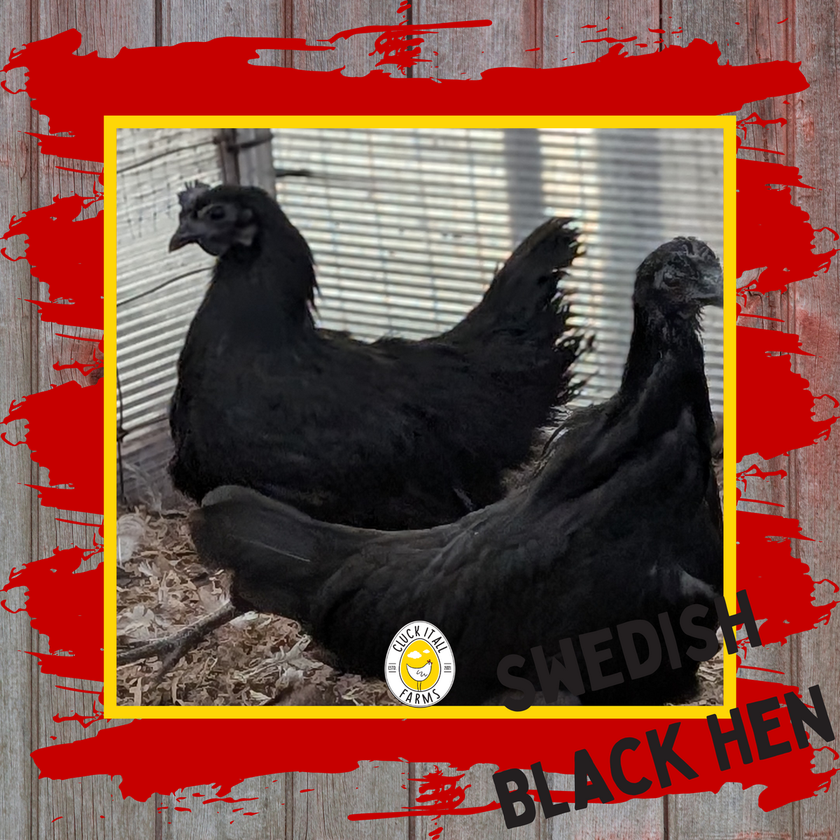 Day Old Swedish Black Hen Svart Höna Chicks