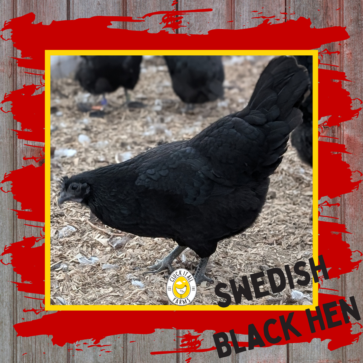 Day Old Swedish Black Hen Svart Höna Chicks