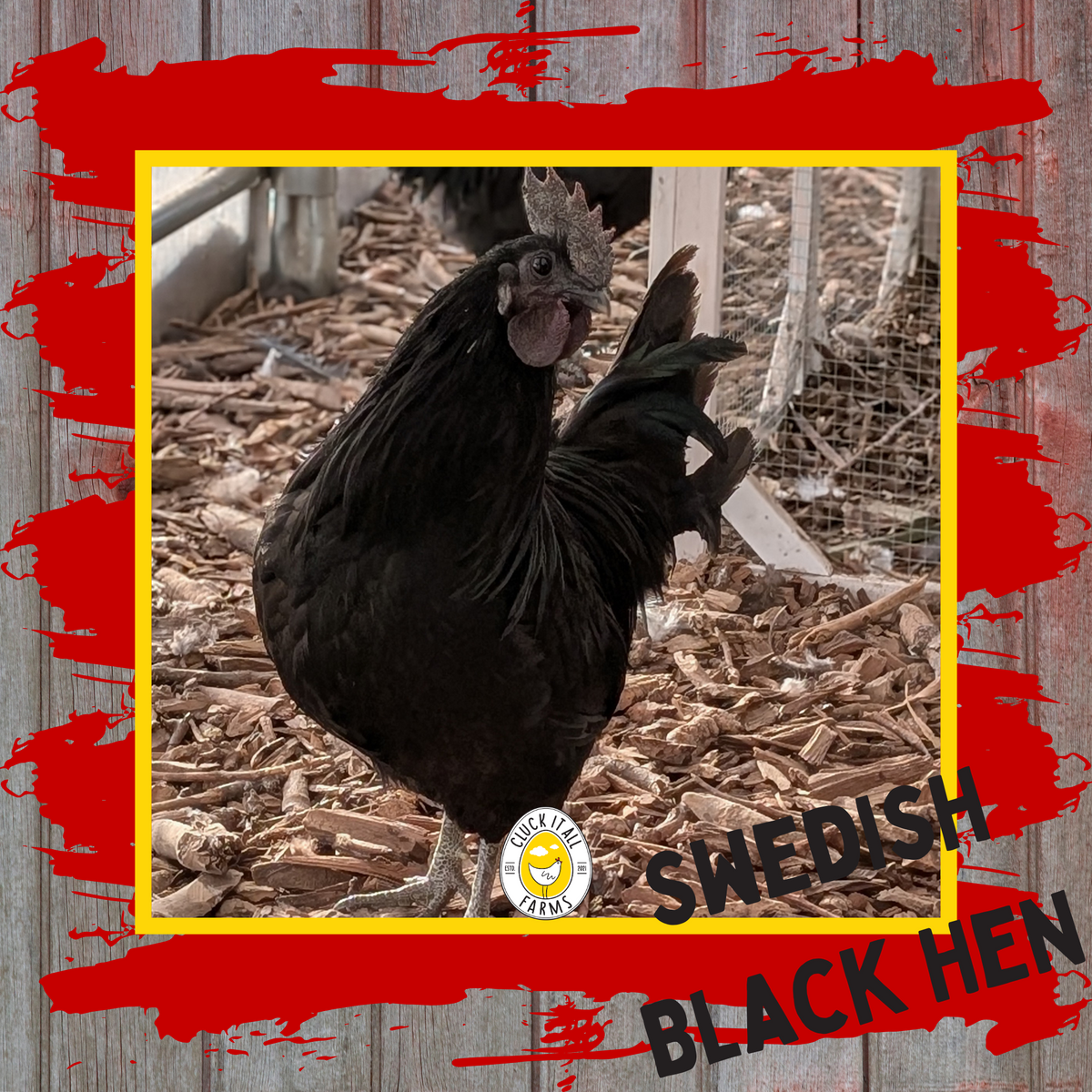 Day Old Swedish Black Hen Svart Höna Chicks