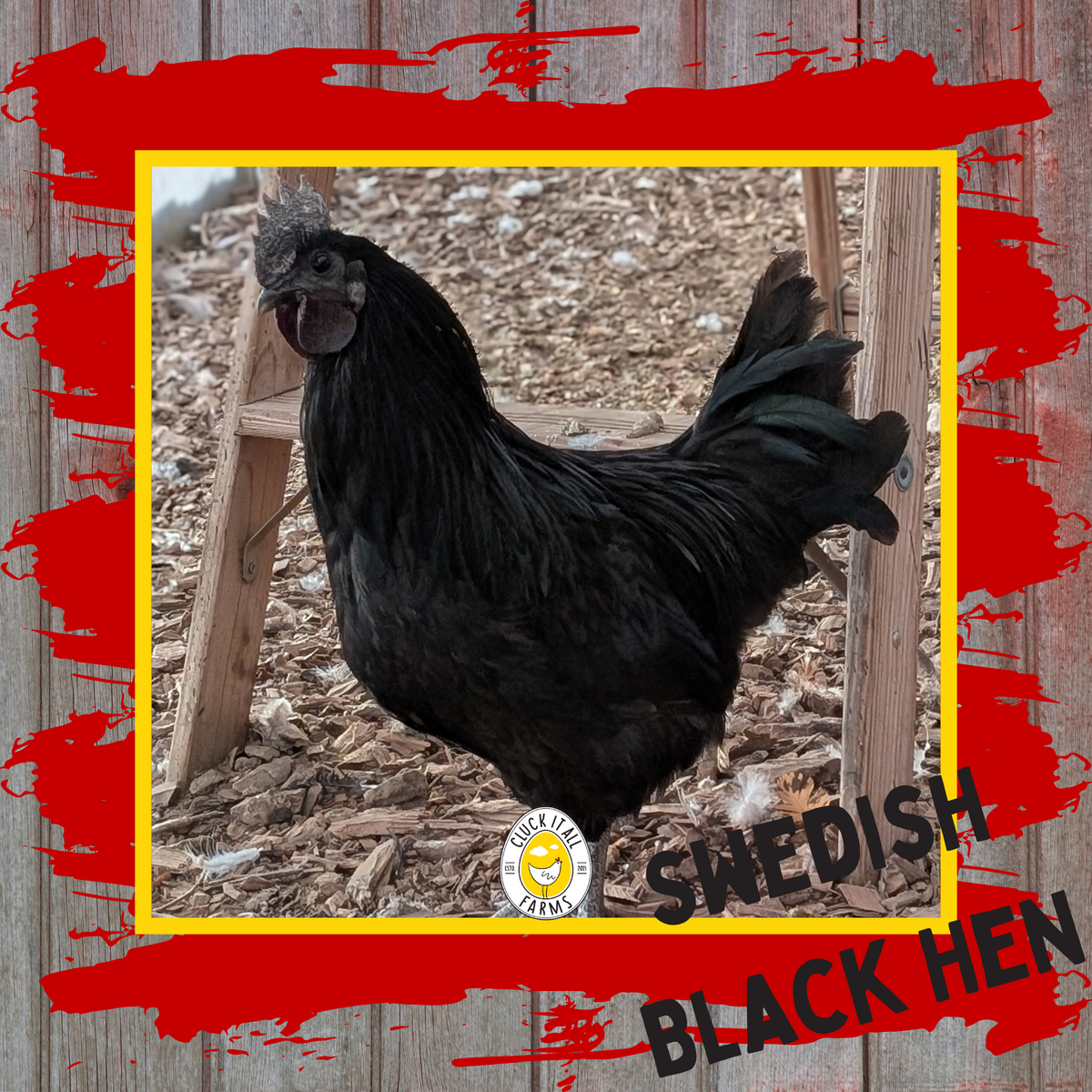 Swedish Black Hen Rooster